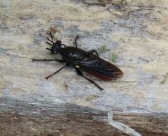 Lampria bicolor