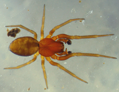 Dictyna longispina