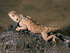 Agama bibronii