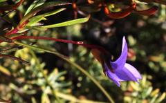 Viola decumbens scrotiformis