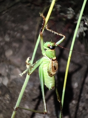 Neobarrettia hakippah