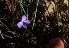 Viola decumbens scrotiformis