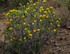Pteronia fasciculata
