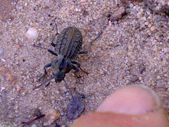 Somaticus