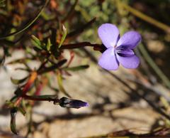 Viola decumbens scrotiformis