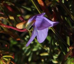 Viola decumbens scrotiformis