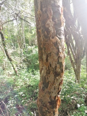 Bursera cinerea