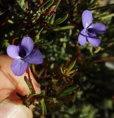 Viola decumbens scrotiformis