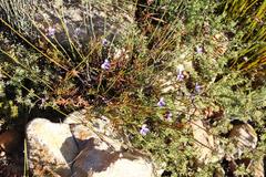 Viola decumbens scrotiformis