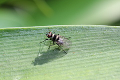 Anthomyia medialis