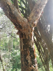 Bursera cinerea
