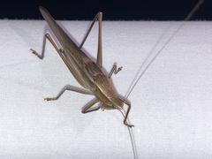 Neoconocephalus retusus