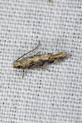 Coleotechnites florae