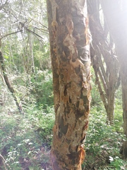 Bursera cinerea