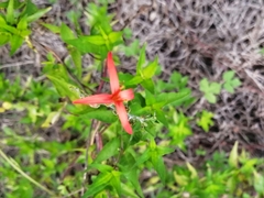 Anisacanthus