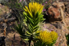 Pteronia fasciculata