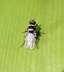 Anthomyia medialis
