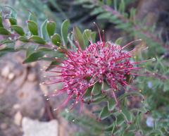 Leucospermum wittebergense