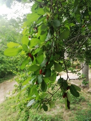 Erythroxylum havanense