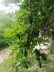 Erythroxylum havanense