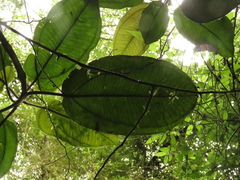 Meriania macrophylla peltata