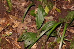 Calanthe sylvatica