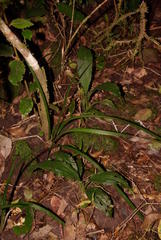 Calanthe sylvatica