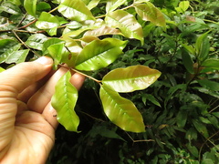 Psidium pedicellatum