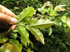 Psidium pedicellatum