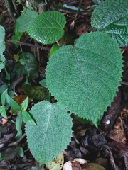 Dendrocnide cordifolia