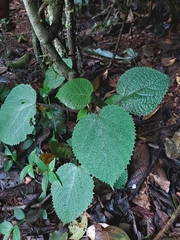 Dendrocnide cordifolia