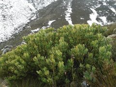 Leucadendron arcuatum