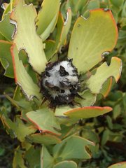 Leucadendron arcuatum