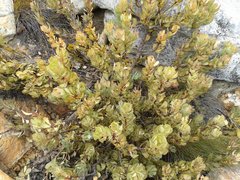 Leucadendron arcuatum