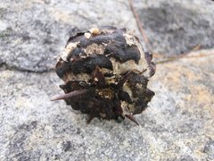 Leucadendron arcuatum