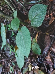 Dendrocnide cordifolia