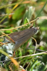 Udea uliginosalis