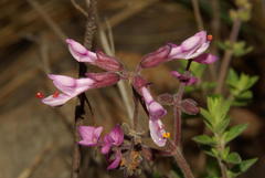 Syncolostemon transvaalensis