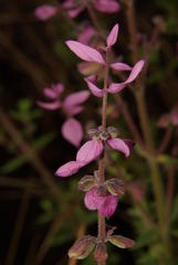 Syncolostemon transvaalensis