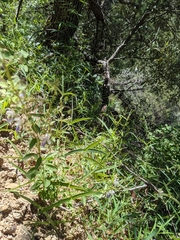 Trichostema arizonicum