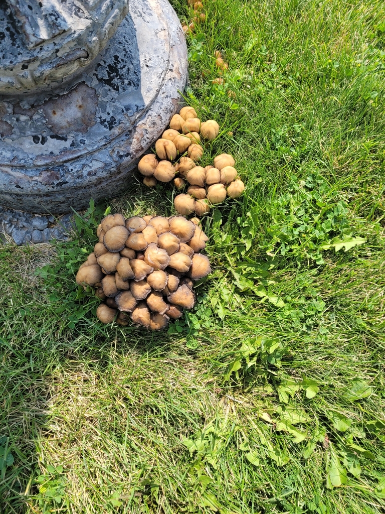 Psathyrellaceae from Soda Springs, ID 83276, USA on August 20, 2021 at 0257 PM by Anna