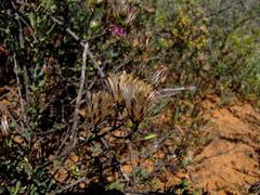 Pteronia oblanceolata