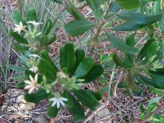 Scaevola montana