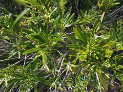 Rauvolfia semperflorens