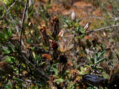 Pteronia oblanceolata