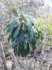 Pittosporum collinum