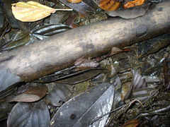 Leptodactylus discodactylus