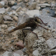 Proctacanthus milbertii