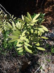 Lepidocupania inoplea