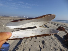 Modiolinae
